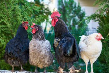 Hobby farms for sale near Calgary Alberta including small acreages farms and rural land